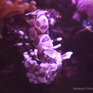 Harlequin Shrimp