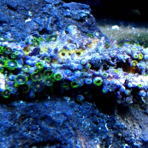 new-zoas