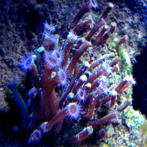 Medusa Polyps