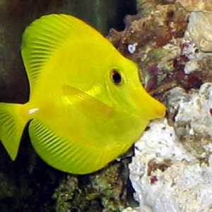 yellow tang