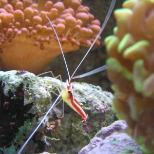 Skunk Cleaner Shrimp