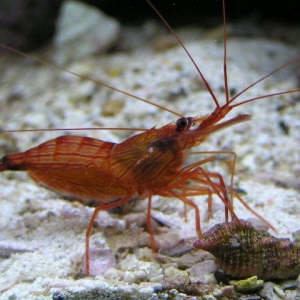 Peppermint Shrimp