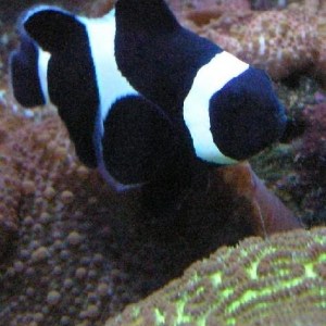 black clown