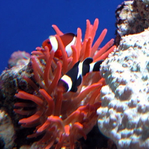 B&W   O&W ocellaris clown pair