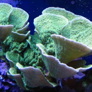 Montipora Capricornis