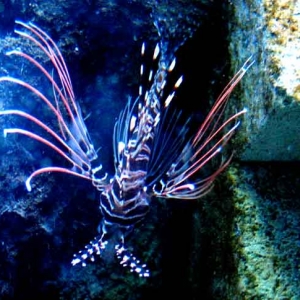 lionfish