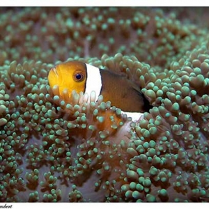 Clownfish1
