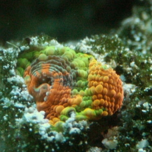 rainbow frag