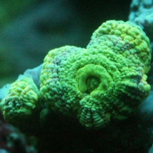 green lord