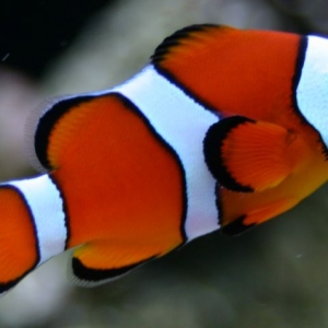 clown