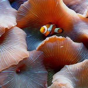 Percula