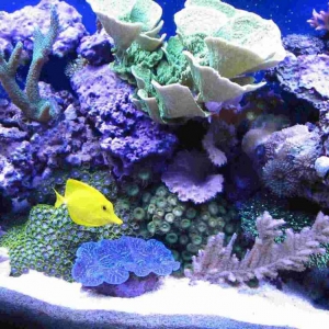 55gal