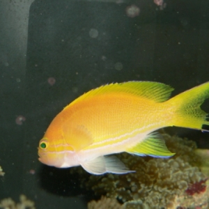 Female Anthias