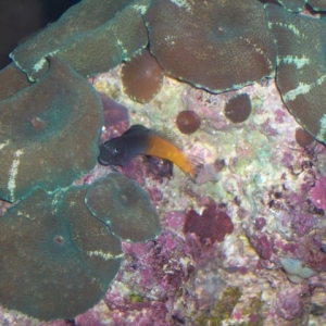 benny_the_blenny