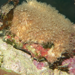 Encrusting Gorgonian