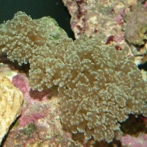 Frogspawn