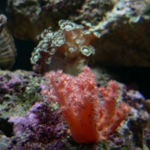 Orange Coral??