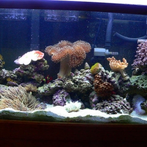 38gal reef
