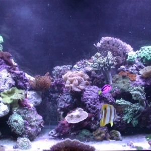 New Aquascaping