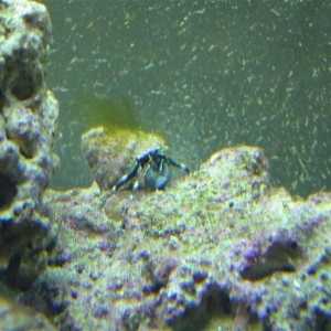 Zebra Crab