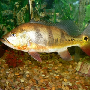 peacock bass