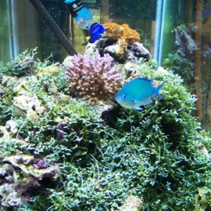 Caulerpa..er sps tank