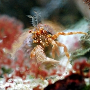 The Great Pumpkin Crab!