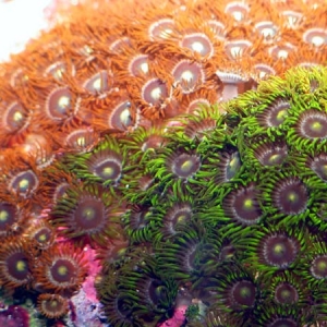 Zoa's