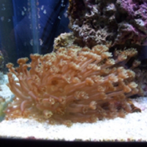 Goniopora ( jewel sunflower , flower pot coral)