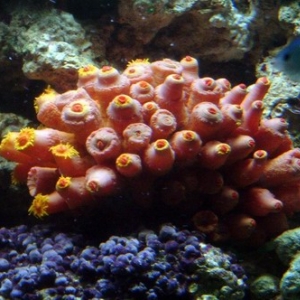 Orange Tube Soft Coral