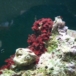 Red Growing on rock