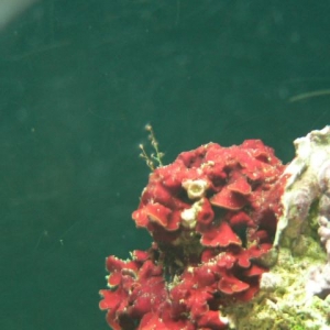 Red growing on rock up close