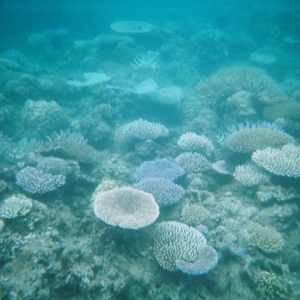 Fiji Reef Shot