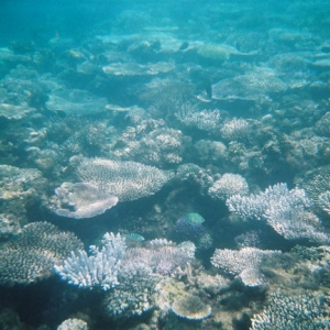 Fiji Reef Shot