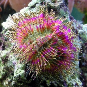 Red Pin Cushin Urchin