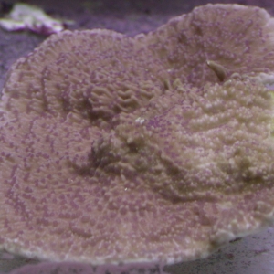 Purple polyped SPS