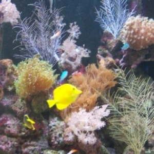 115 gallon reef after one year