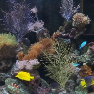 ReefTank16