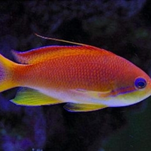 My male Anthias