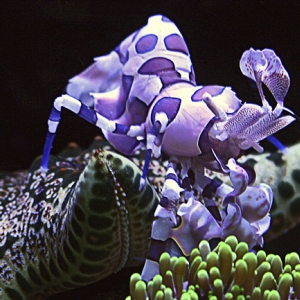 Harlequin Shrimp feasting on a Starfish