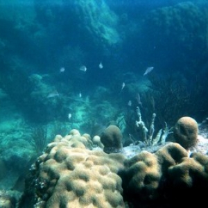 Key West Dive 8.05