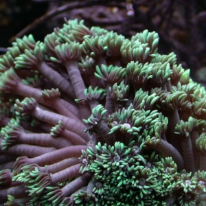 Green goniopora