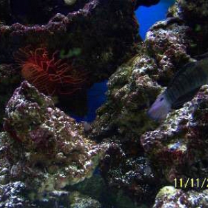 Blenny and Flame Scallop