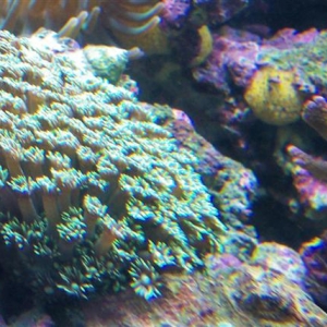 green gonipora