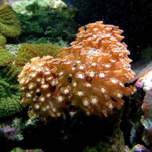 green gonipora2