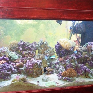 120 Indo Pacific Back Reef