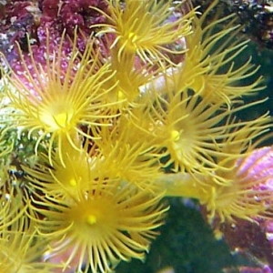 Yellow polyps