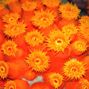 suncorals