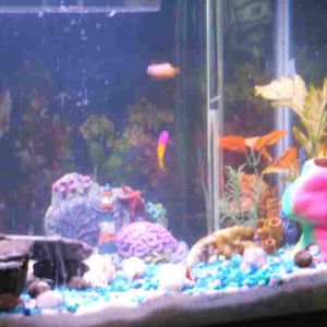 "rainbow" basslett  and "nemo" clownfish