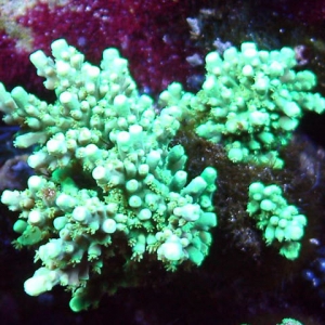 Acropora sp.